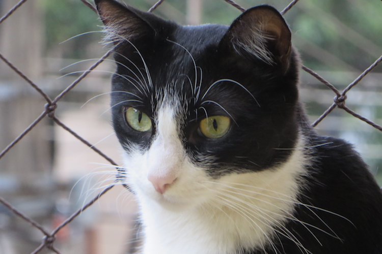 tuxedo cat