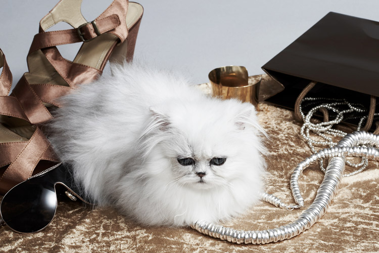 Presenting 'Rich Cats Of Instagram,' Or The Most Spoiled Felines