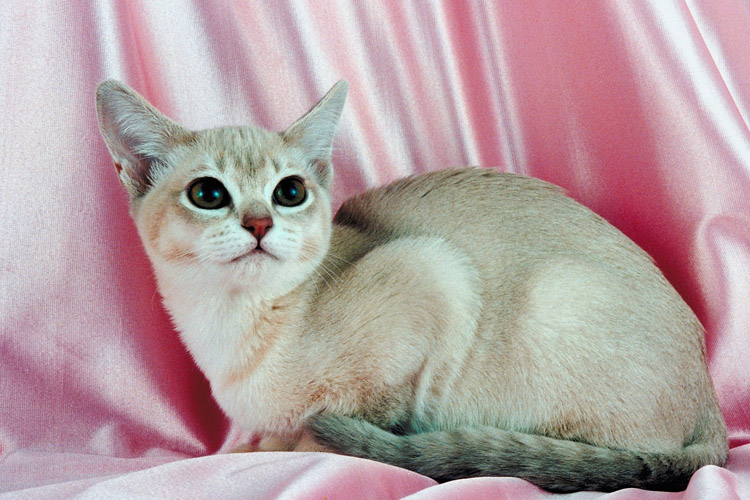 Cat Photoshoot