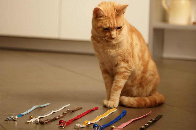 Pampered Cats