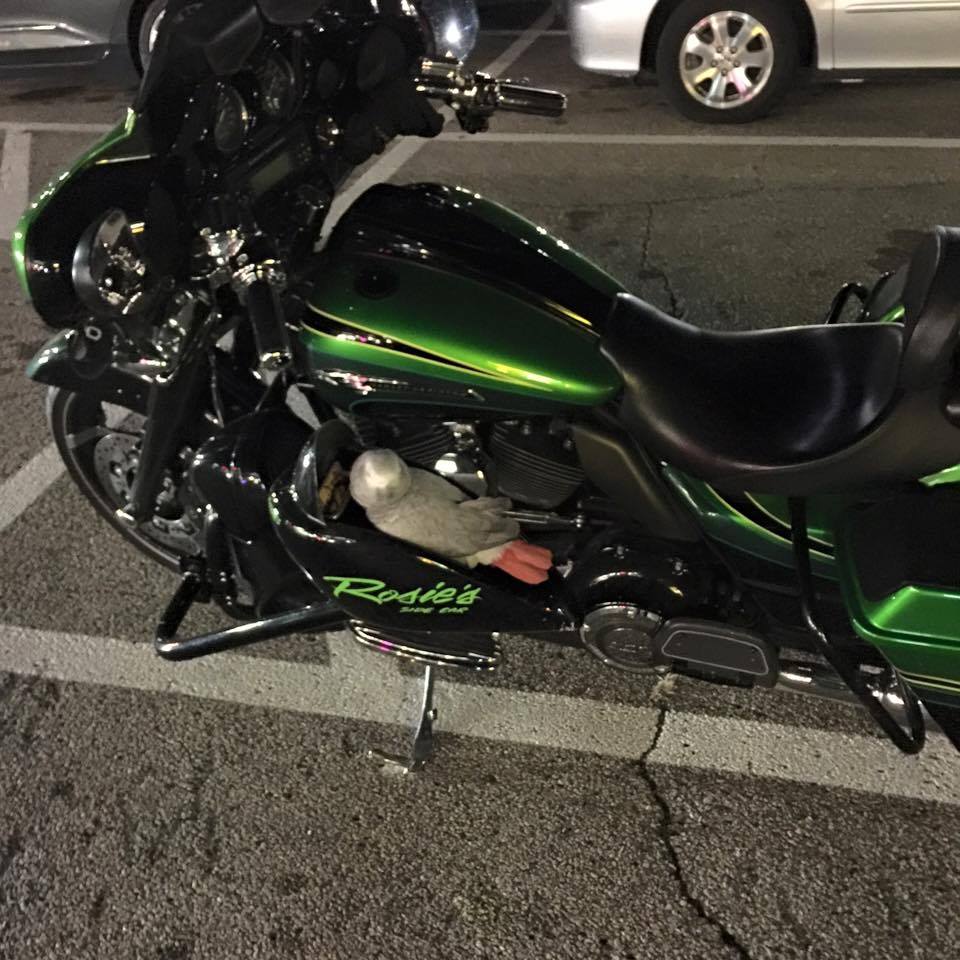 parrot motorcycle sidecar