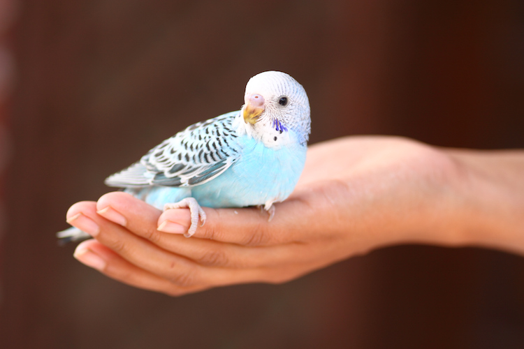 People With Birds