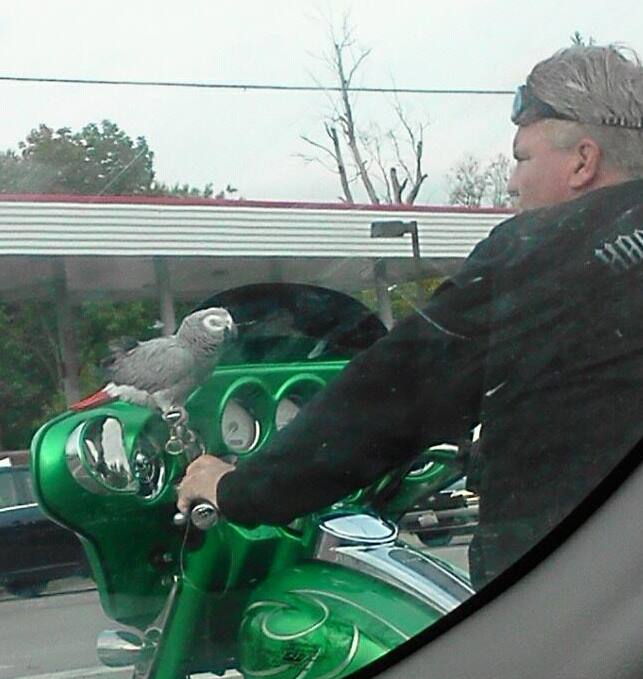 Rosie the Parrot Motorcycle