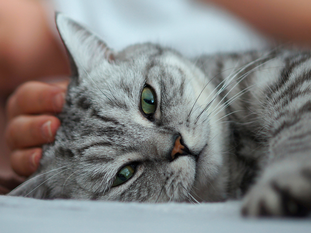 6 Reasons to Adopt a Senior Cat