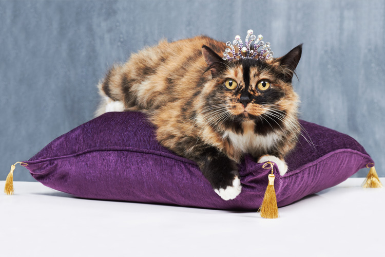 Spoiled Cat