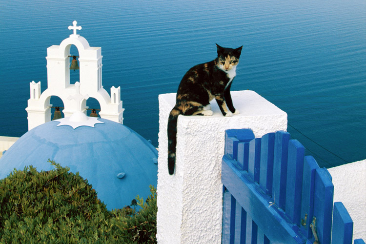 Traveling Cat