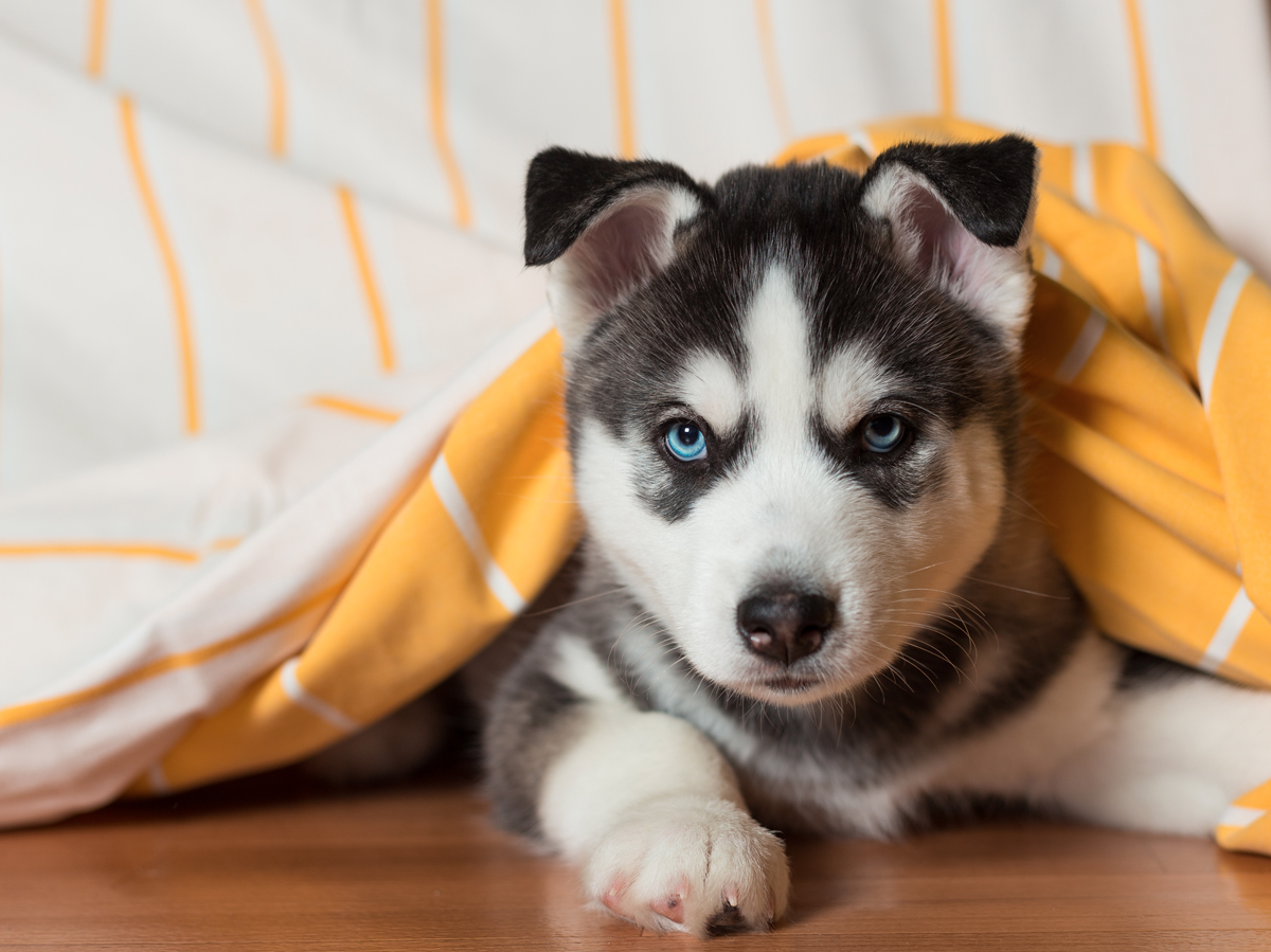 4-month-siberian-husky.jpg