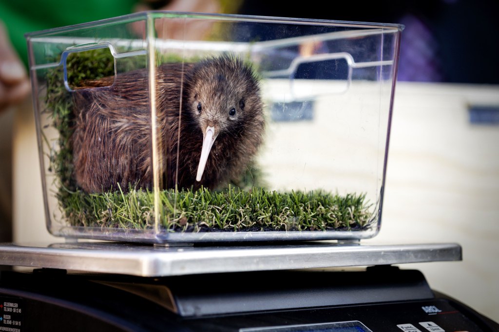 Baby Kiwi Being Weighed