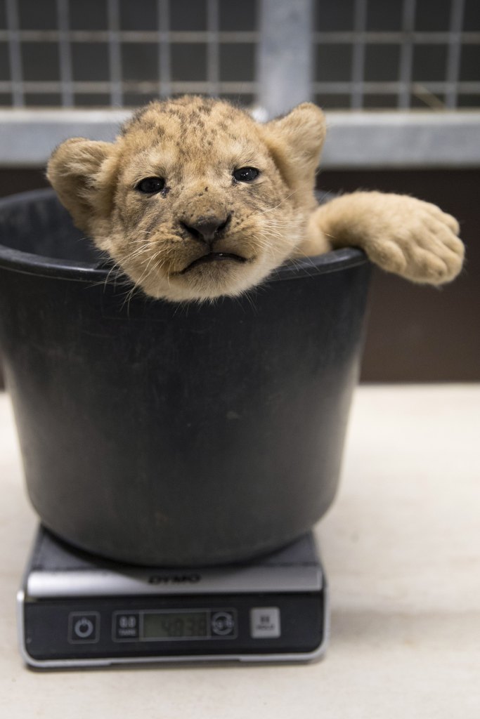 Baby Lion Being Weighed