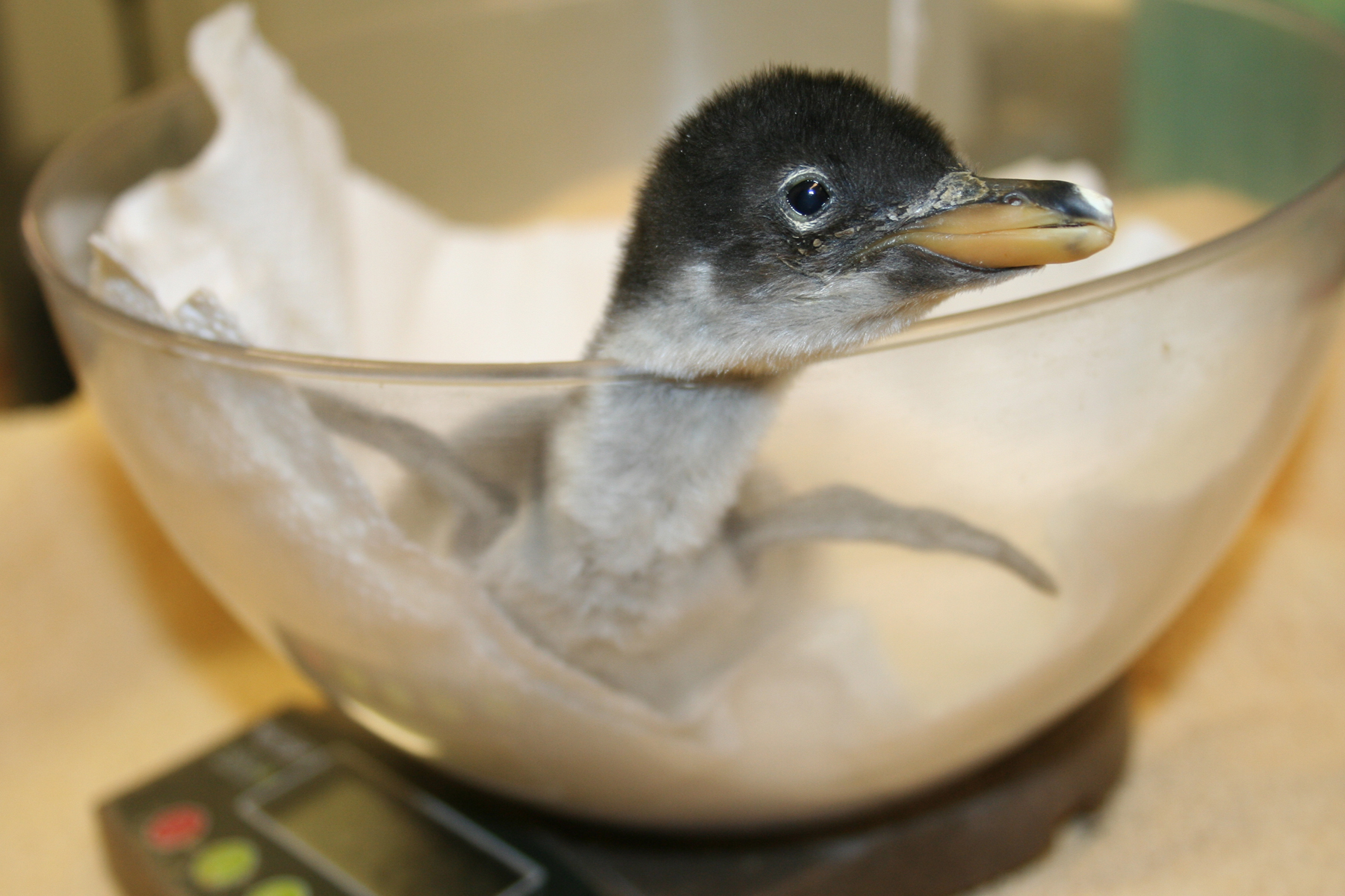 baby-penguin-being-weighed.jpg