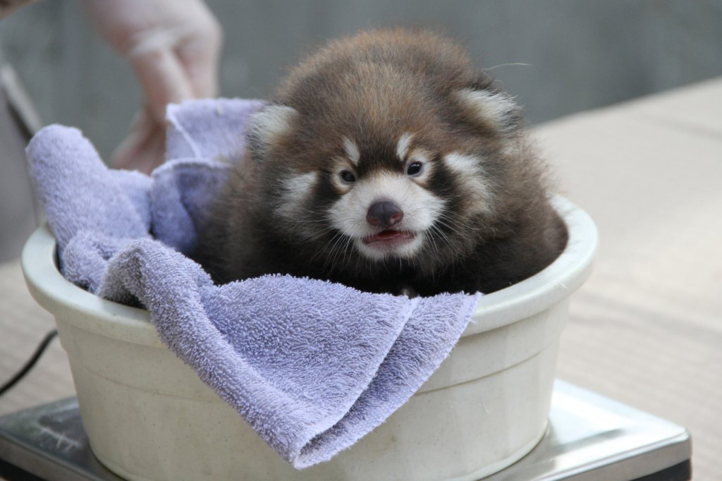 Baby Red Panda Being Weighed