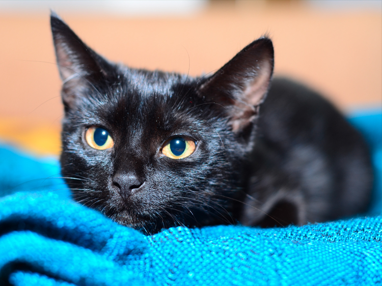 beautiful black cat