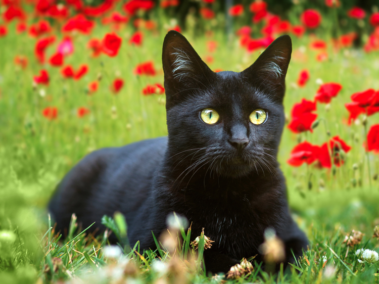 black cat photos