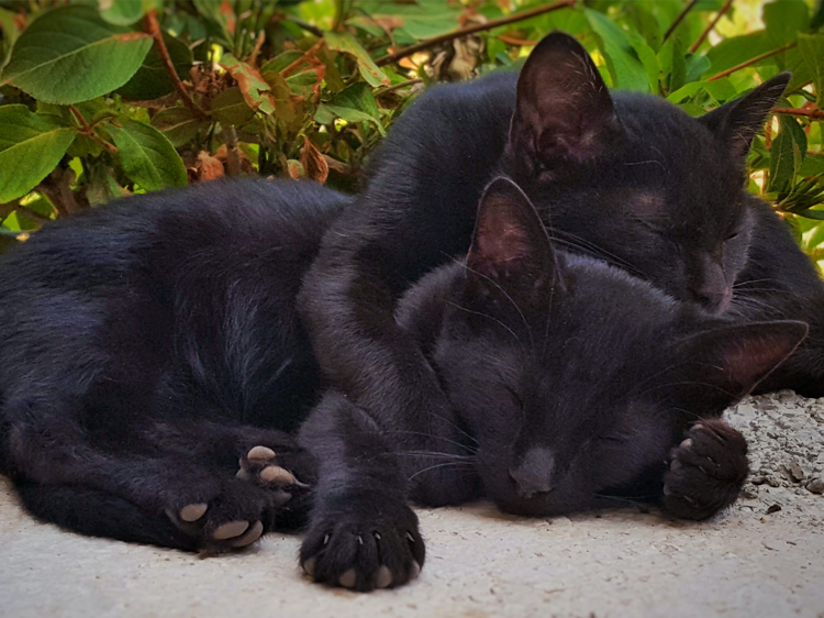black cats photos
