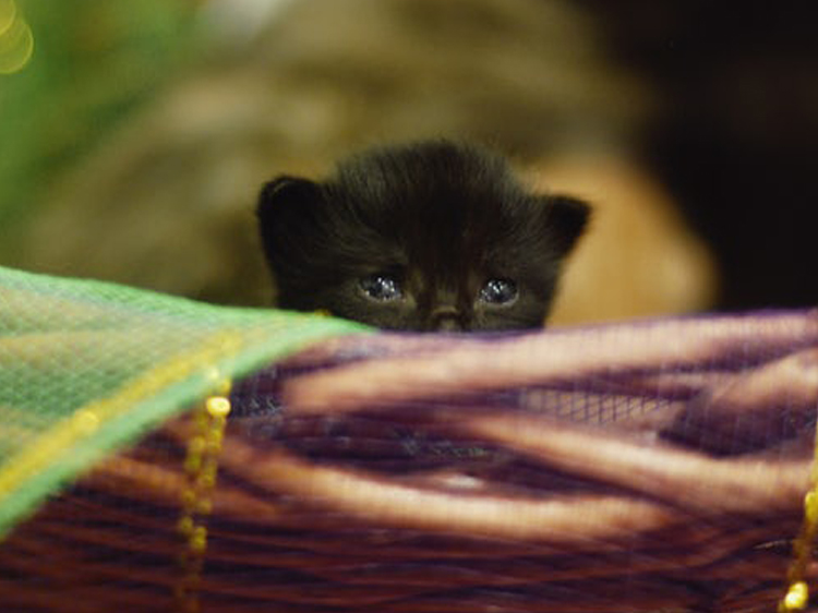 black kitten