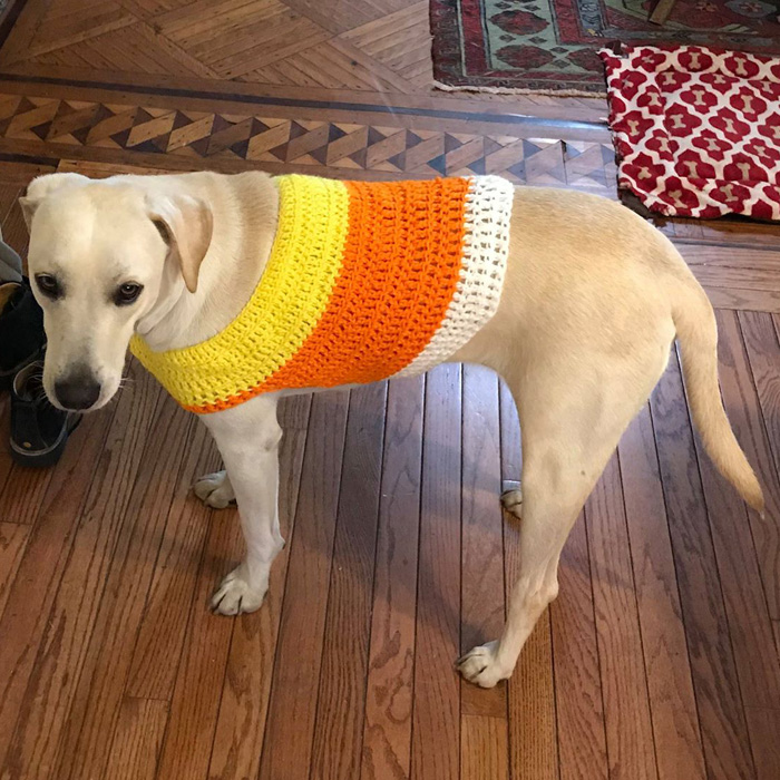 Candy Corn Dog Costume