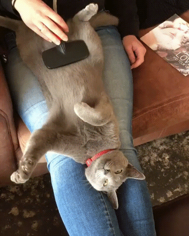 cat getting belly rubs
