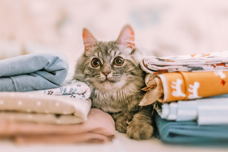 Cat Smile