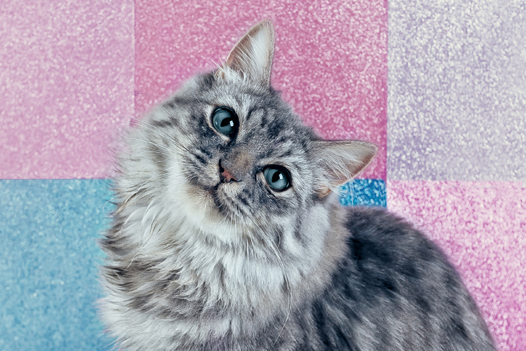 Cat Smiling