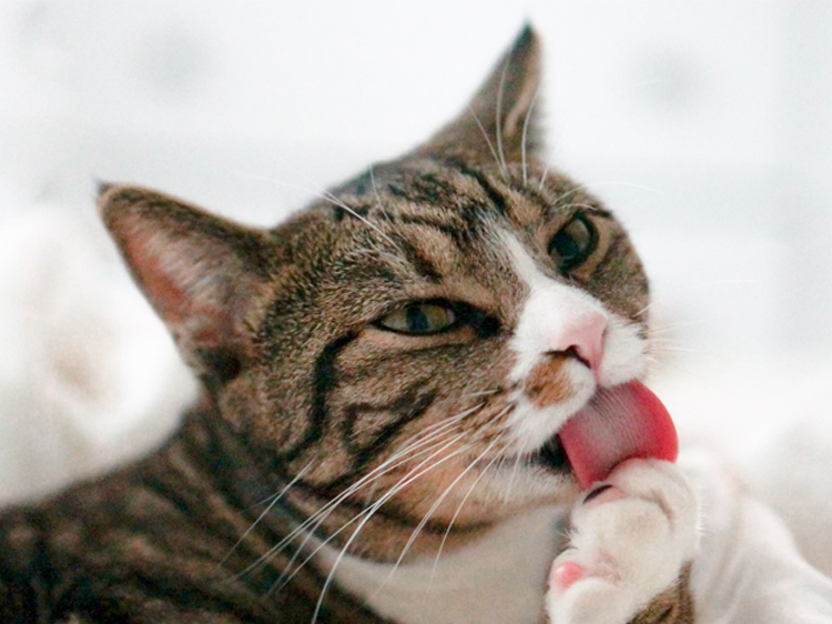 cat tongues
