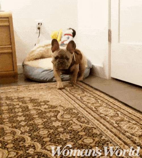 Cowboy Riding Dog Costume