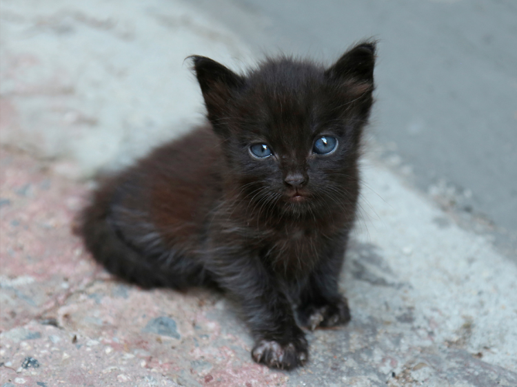 cute black cats