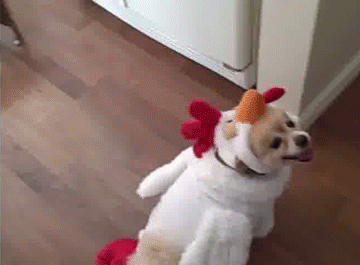 dog chicken costume