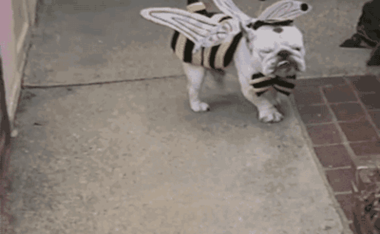 dog costume gif