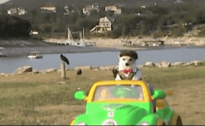 dog driver costume