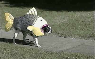 dog in fish costume