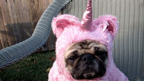 dog unicorn costume