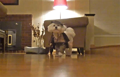 dog indiana jones costume