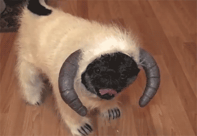 dog ram costume