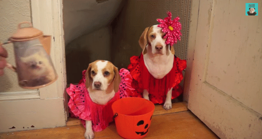 dog trick-or-treaters