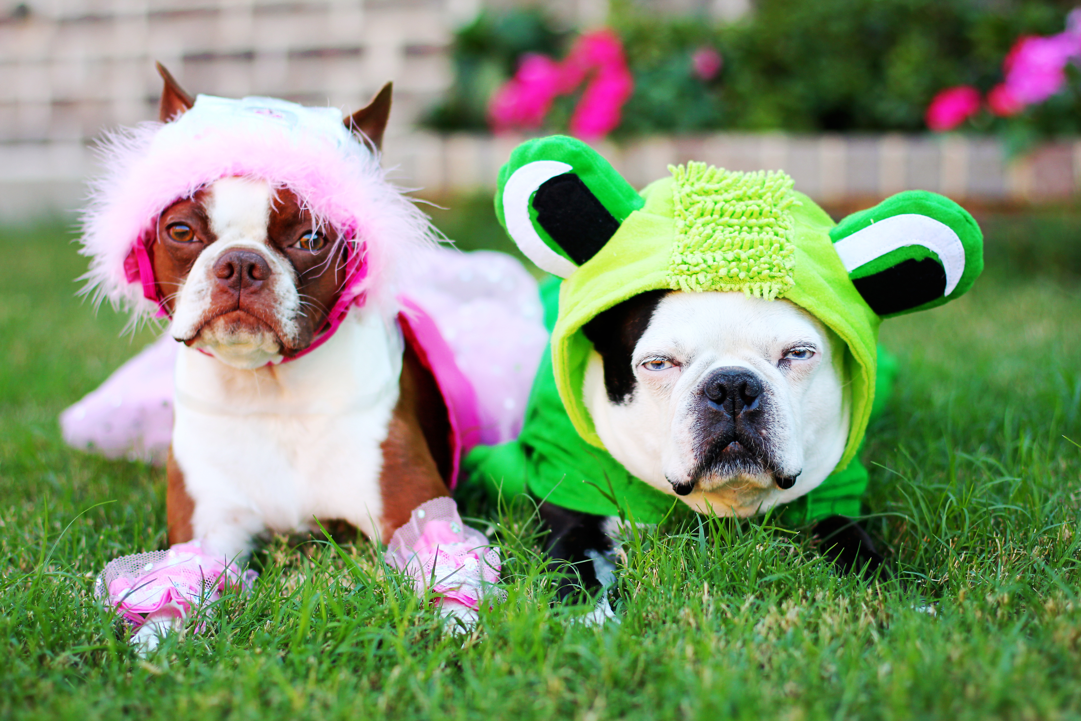 The 14 Best Halloween Costumes for Dogs of 2023