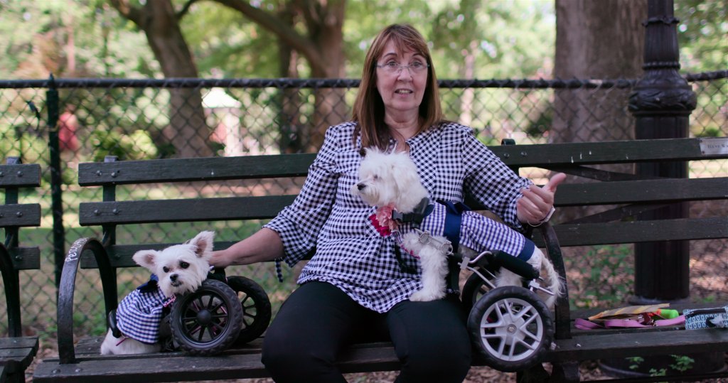 Dogs Netflix New York Dog Adoption