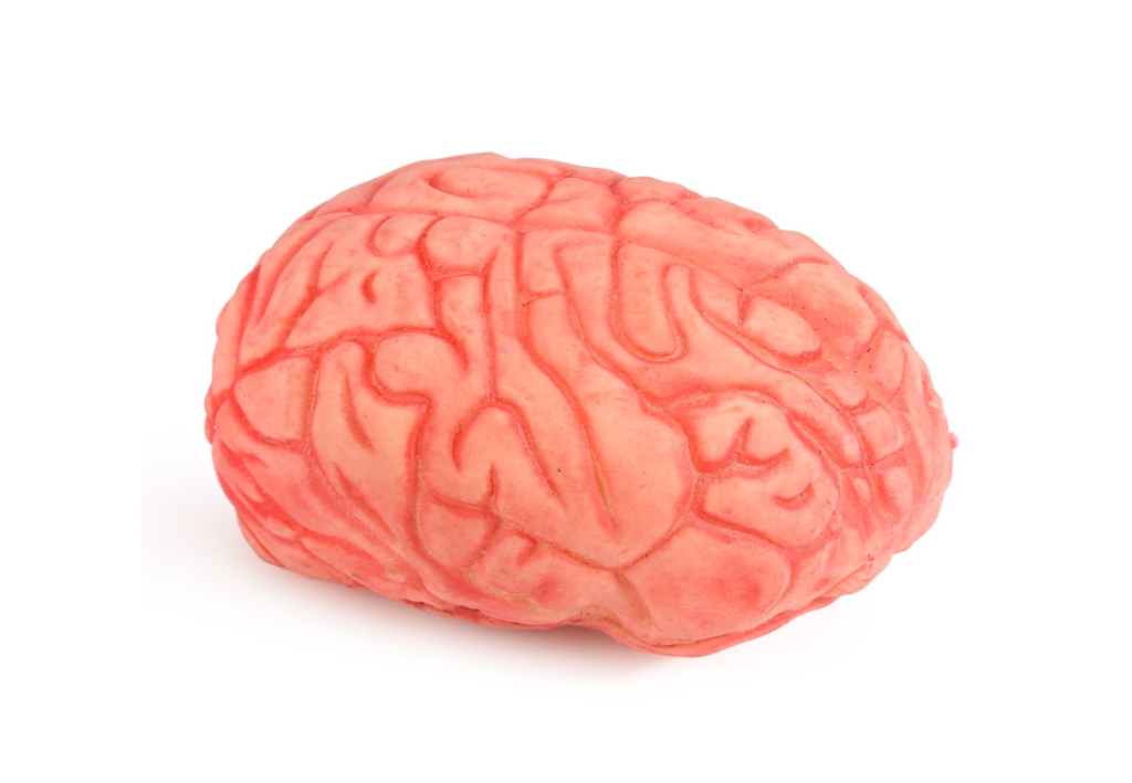 fake brain