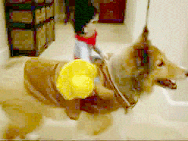 giddy up gif