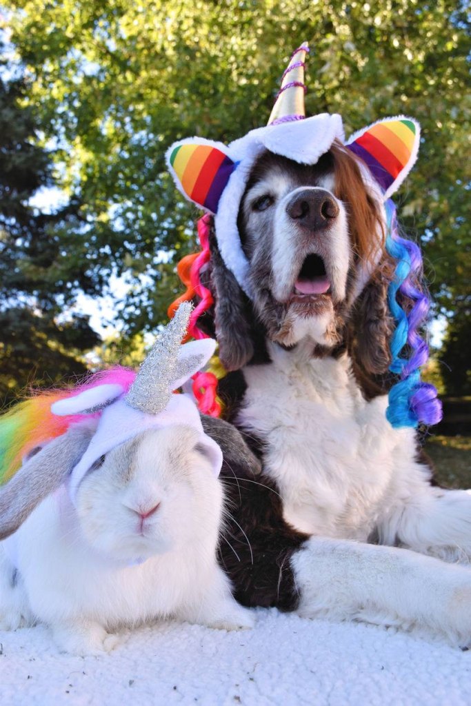 Halloween Dog Costume 9
