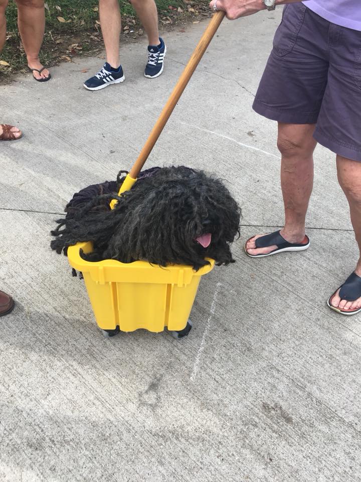 Halloween Dog Parade 1