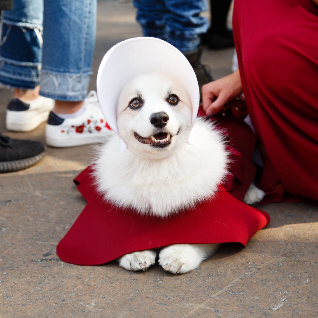 Halloween Dog Parade 2