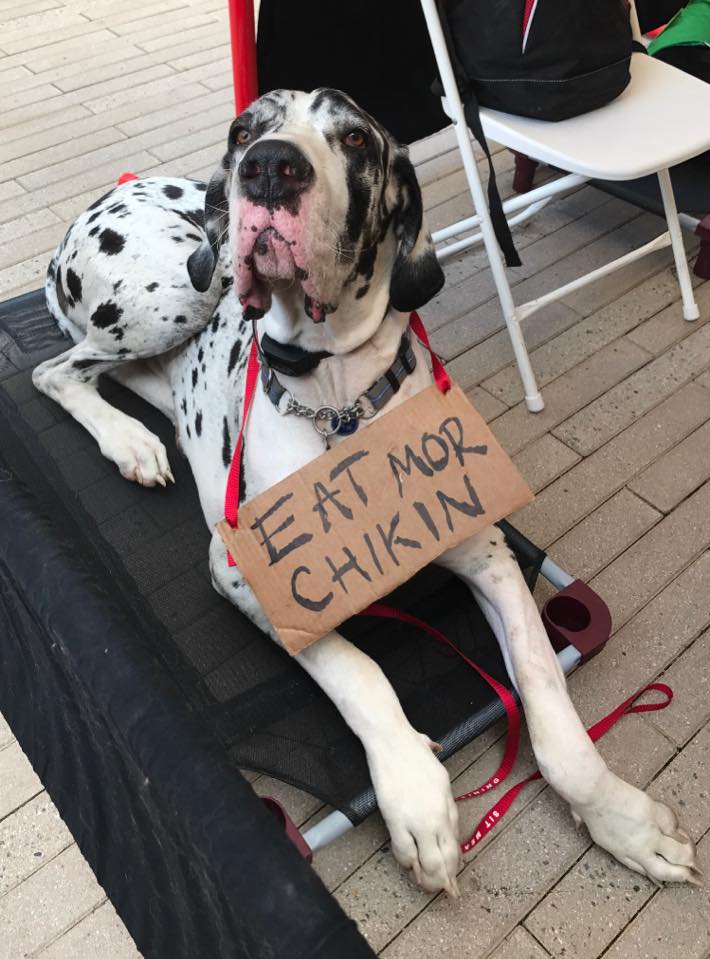 Halloween Dog Parade 5