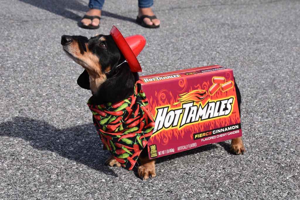 Halloween Dog Parade 6
