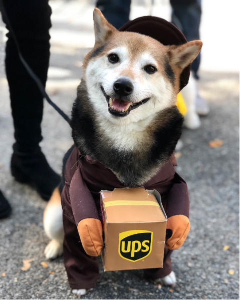 Halloween Dog Parade 8
