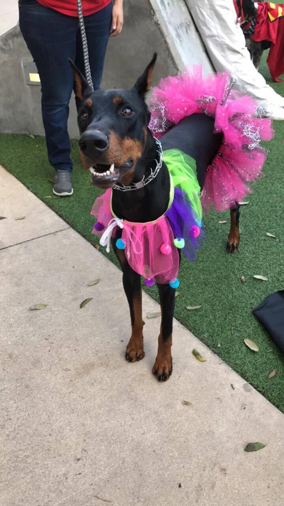 Halloween Dog Parade Dog Costume