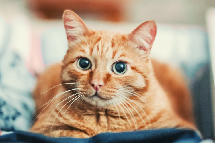 Happy Cats