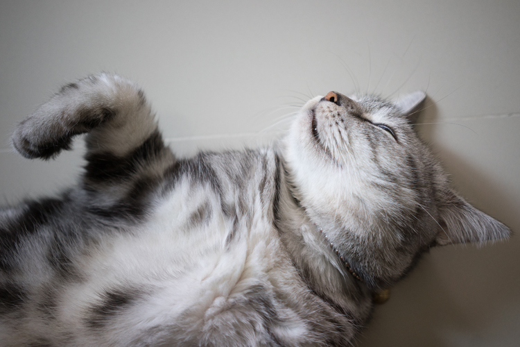 Happy Kitty Sleepy Kitty