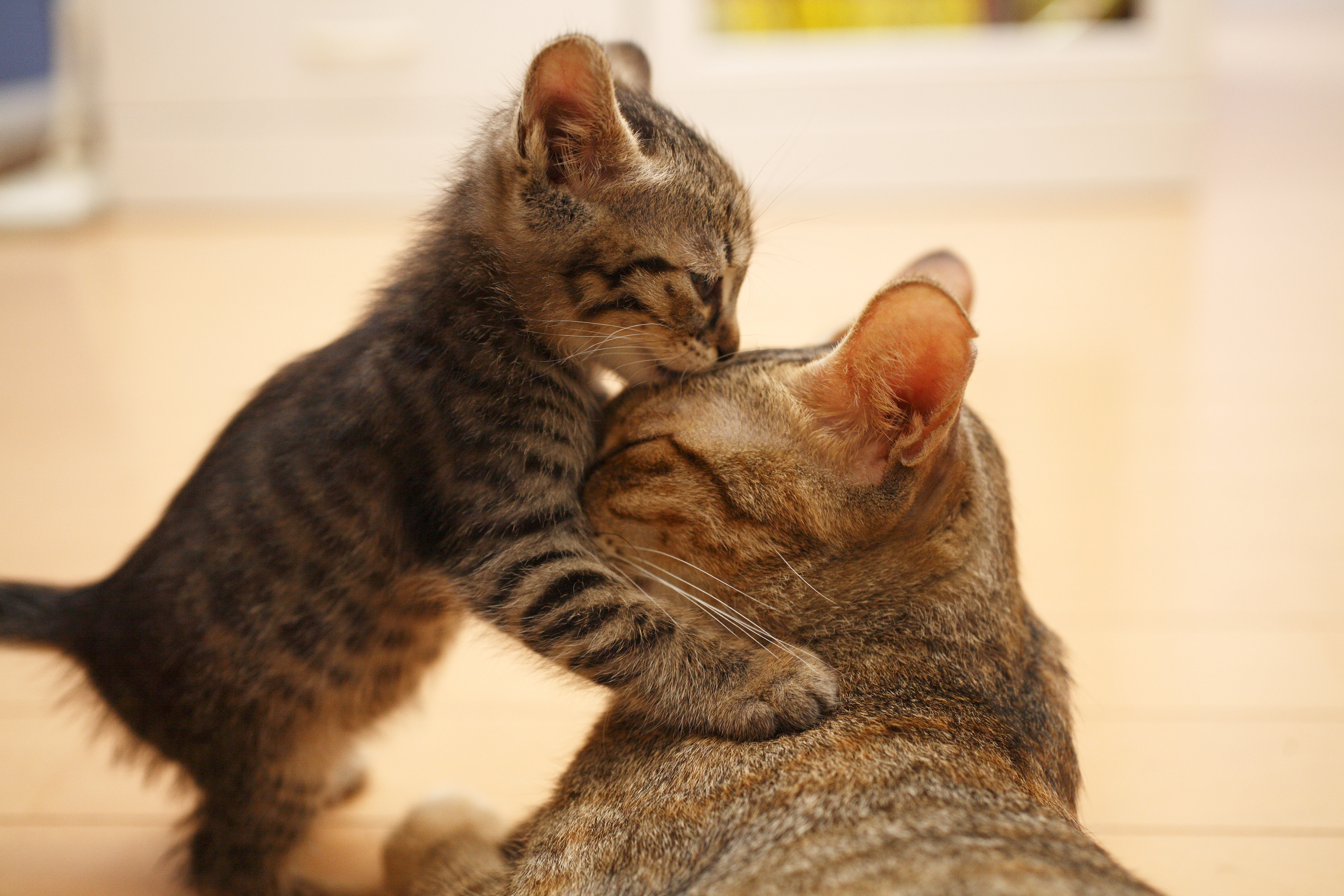 kitten signs of affection
