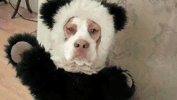 panda dog halloween costume