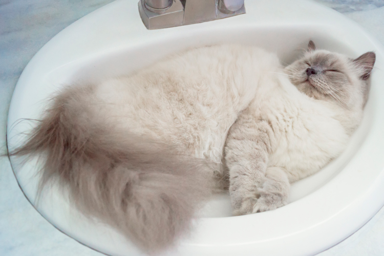 Sleepy Kitty Happy Kitty